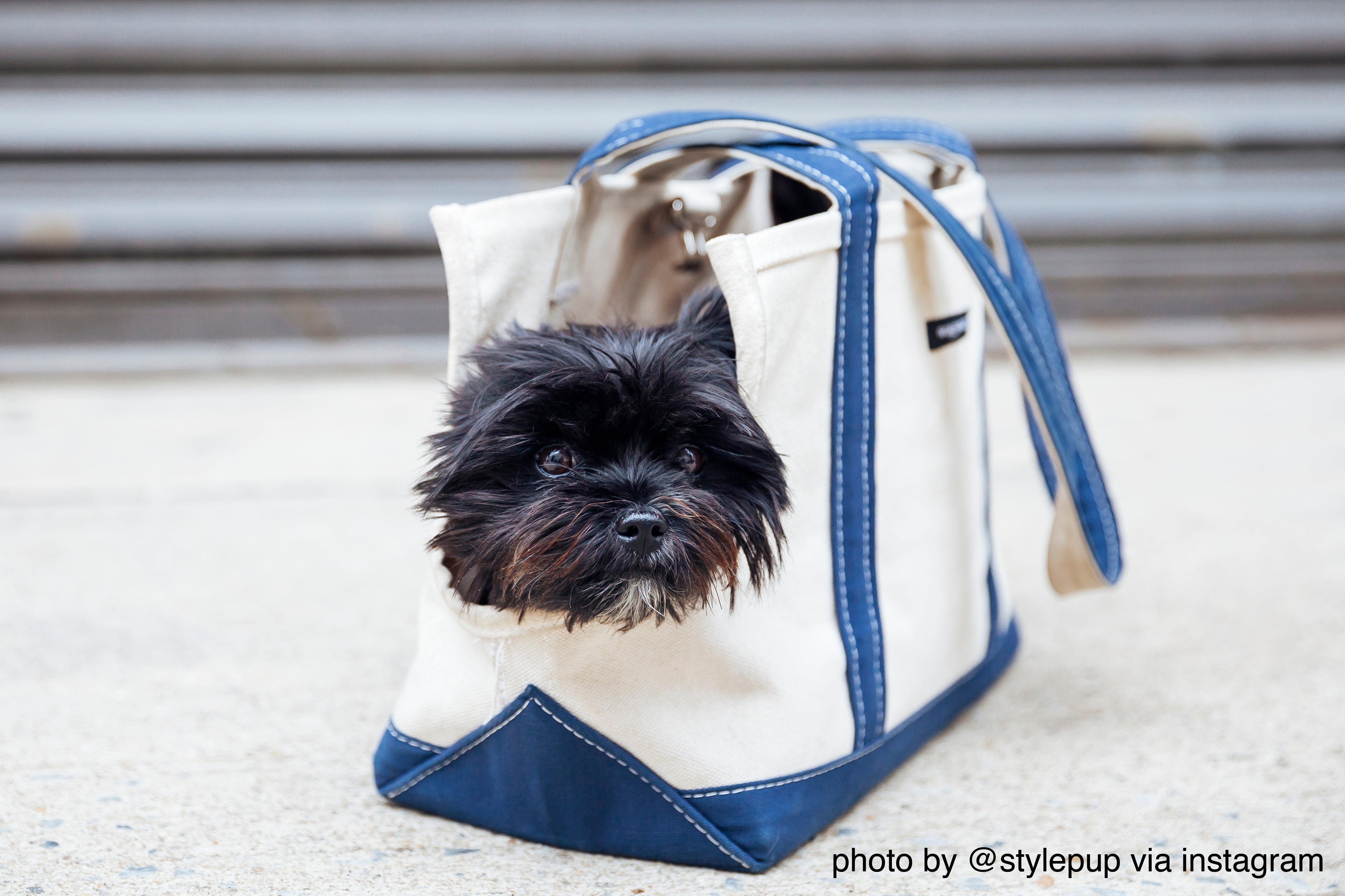 Woof Wagon - small dog carrier • Yorkies Gram