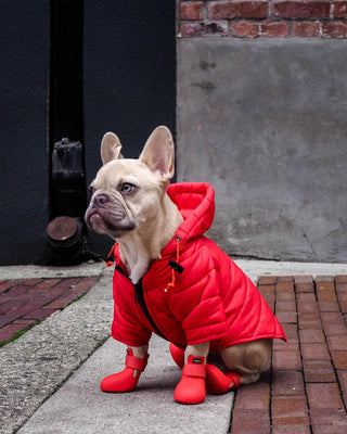 Dog wearing red puffer and boots