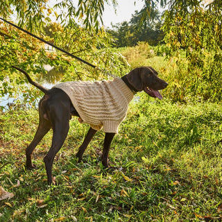 Natural Sweater on large dog