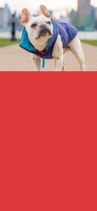 Dog wearing a blue coat with a cityscape in the background