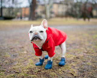 Nylon rainbreaker in red with blue wagwellies on model dog