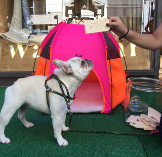 pup tent in neon pink and orange with dog model
