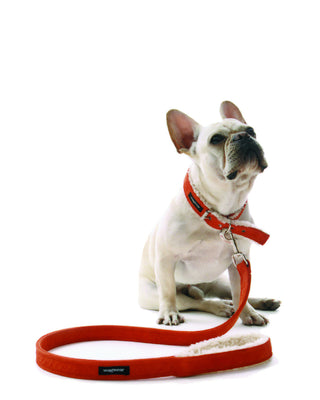 Red shearling leash on dog model