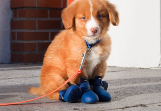 Which Pair of Wellies Matches Your Pup’s Zodiac Sign?