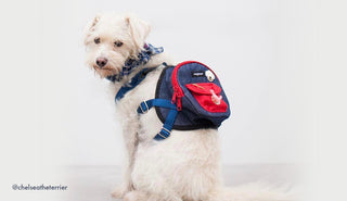 Pup-pare for take-off! Everything you need to know about traveling with your pup.