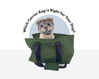 THE CARRY GUIDE: Which Carrier Bag is Right For Your Dog?