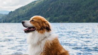 A Guide to Spring Hiking With Your Dog