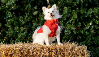 The Perfect Fall Photoshoot With Your Pup