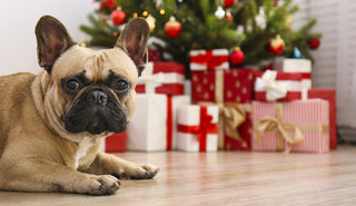The Ultimate 2021 Paw-liday Gift Guide! 🐾