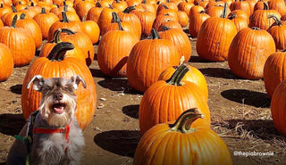 5 Things to Do With Your Pet this Fall