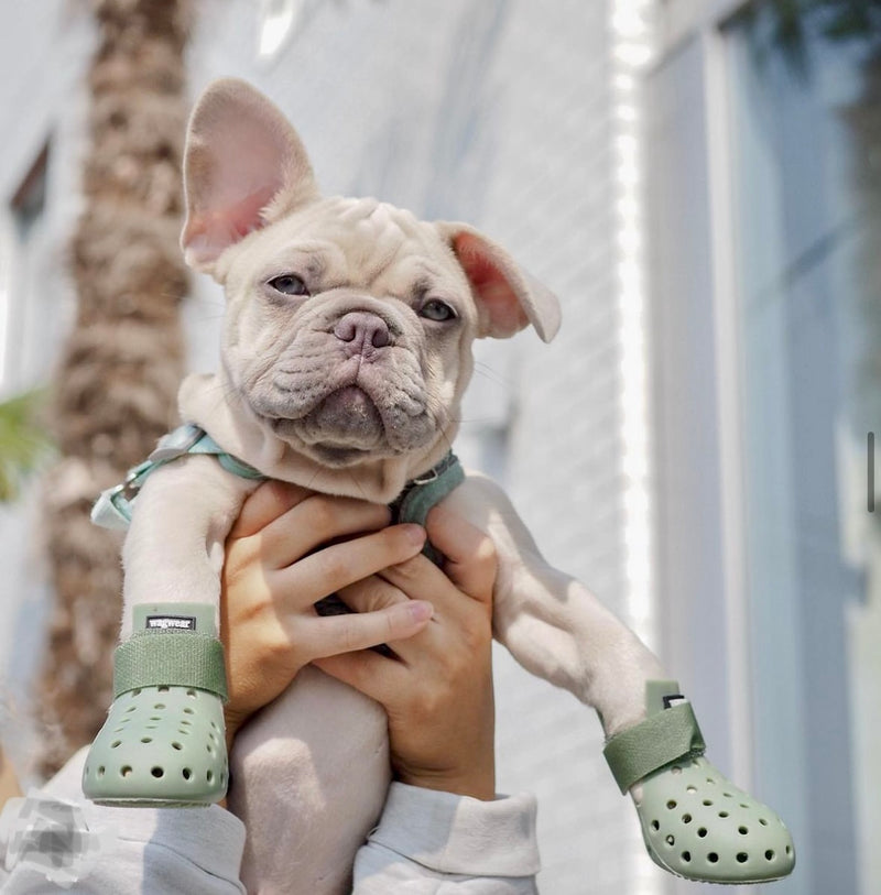 WAGWELLIES
