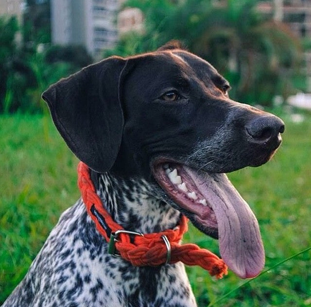WALK