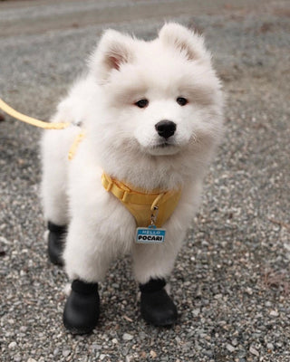 fluffy white dog wearing wagwear