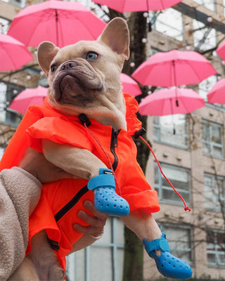 Dog wearing rainy weather wagwear gear