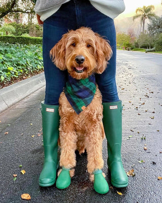 Dog wearing matching green wagwellies as owner