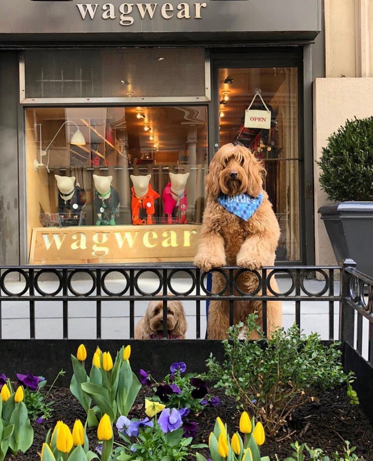 Dog wearing a blue bow tie standing in front of a store named 'wagwear' with flowers in the foreground.