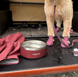 Mulberry stainless steel dog bowl on a truck tailgate beside a goldendoodle in Mulberry WagWellies