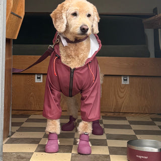 PU Rainbreaker on Dog