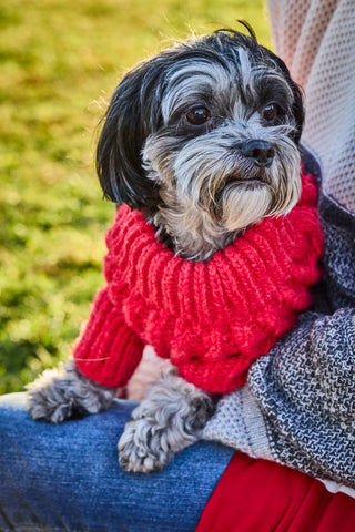 Red Fisherman Sweater on Small Dog