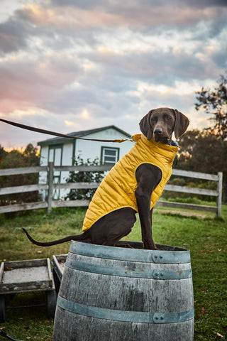 Yellow Puffer Vest on a large dog
