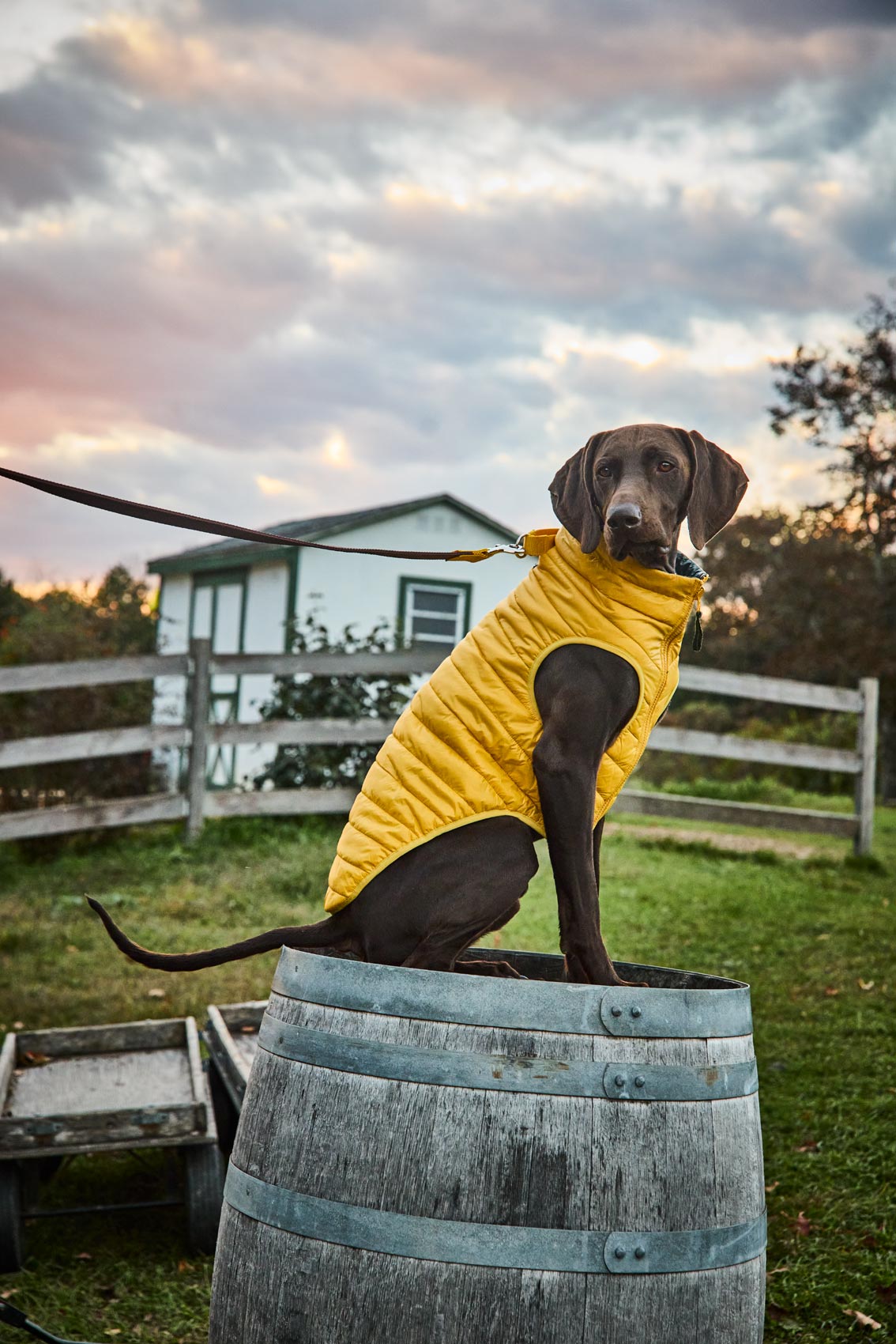 Patagonia Dog Coat Caritasnepal Lands End Dog Coat Red Patagonia