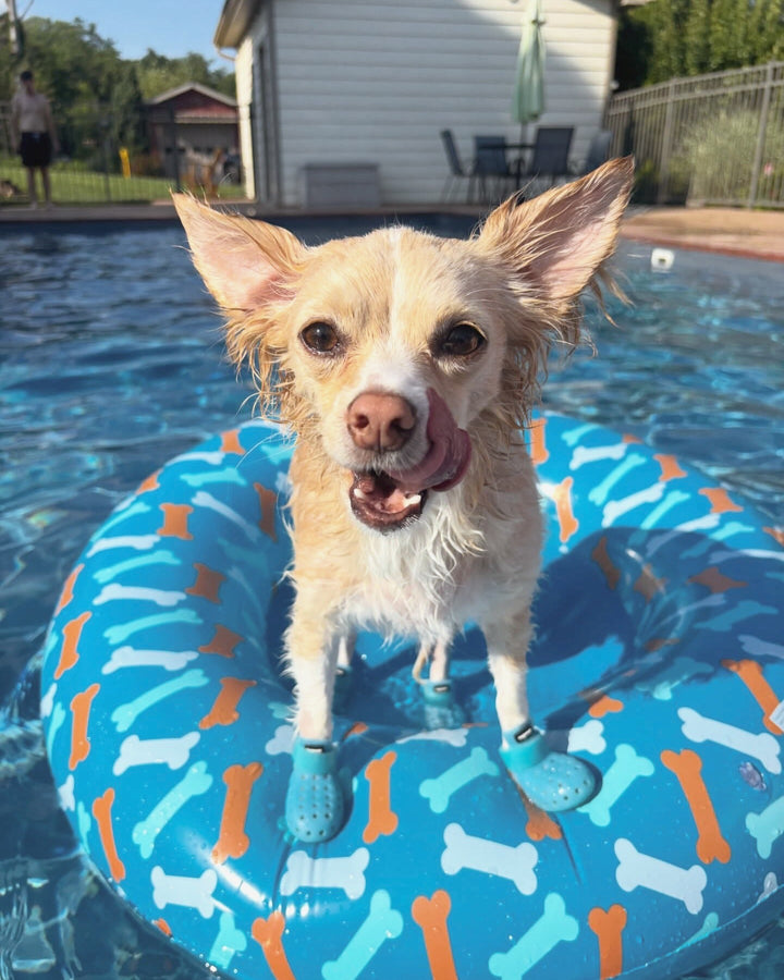 @the.chihuahua.chippy