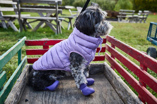 WagWellies® by wagwear