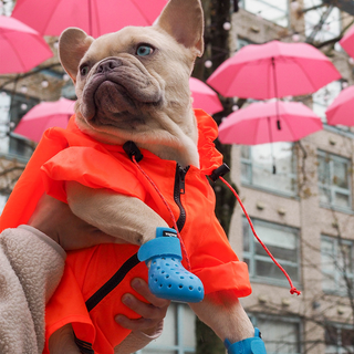 Dog wearing Cobalt Blue WagWellies Mojave dog boots