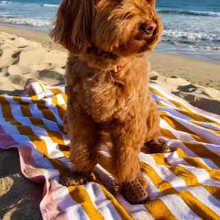 Dog wearing Chocolate WagWellies Mojave dog boots