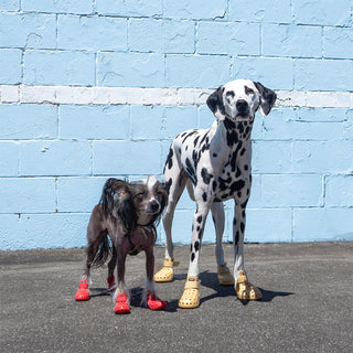Dog wearing Red and Sand WagWellies Mojave dog boots