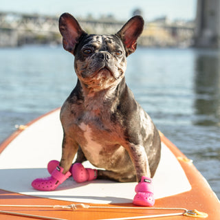 Dog wearing Hot Pink WagWellies Mojave dog boots