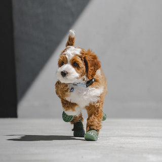 Dog wearing Sage WagWellies Mojave dog boots