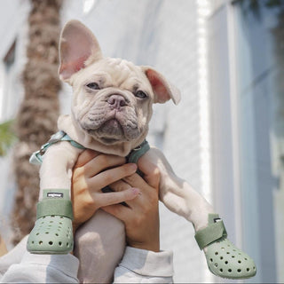 Dog wearing Sage WagWellies Mojave dog boots outdoors