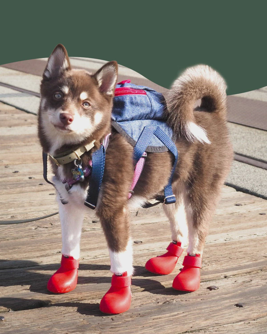 How to Train Your Dog to Wear Dog Boots for Winter