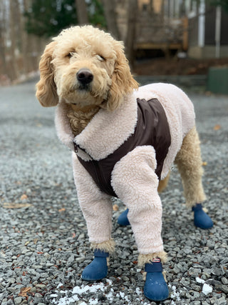 dog model in monkey fleece in brown and creme with navy wagwellies