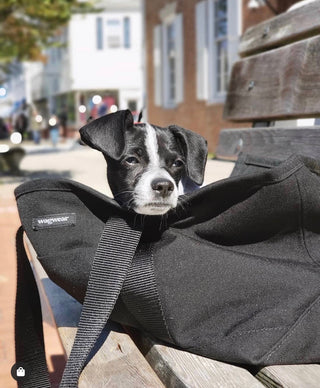 cordura zipper tote in black with dog model inside