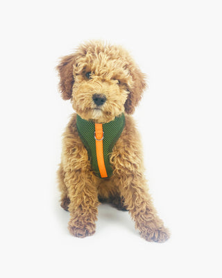 color block padded harness in green and orange on dog model