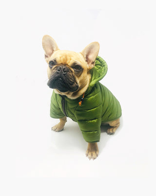 Adorable dog showcasing style in a cozy Wagwear puffer jacket, perfect for staying warm and fashionable during chilly days